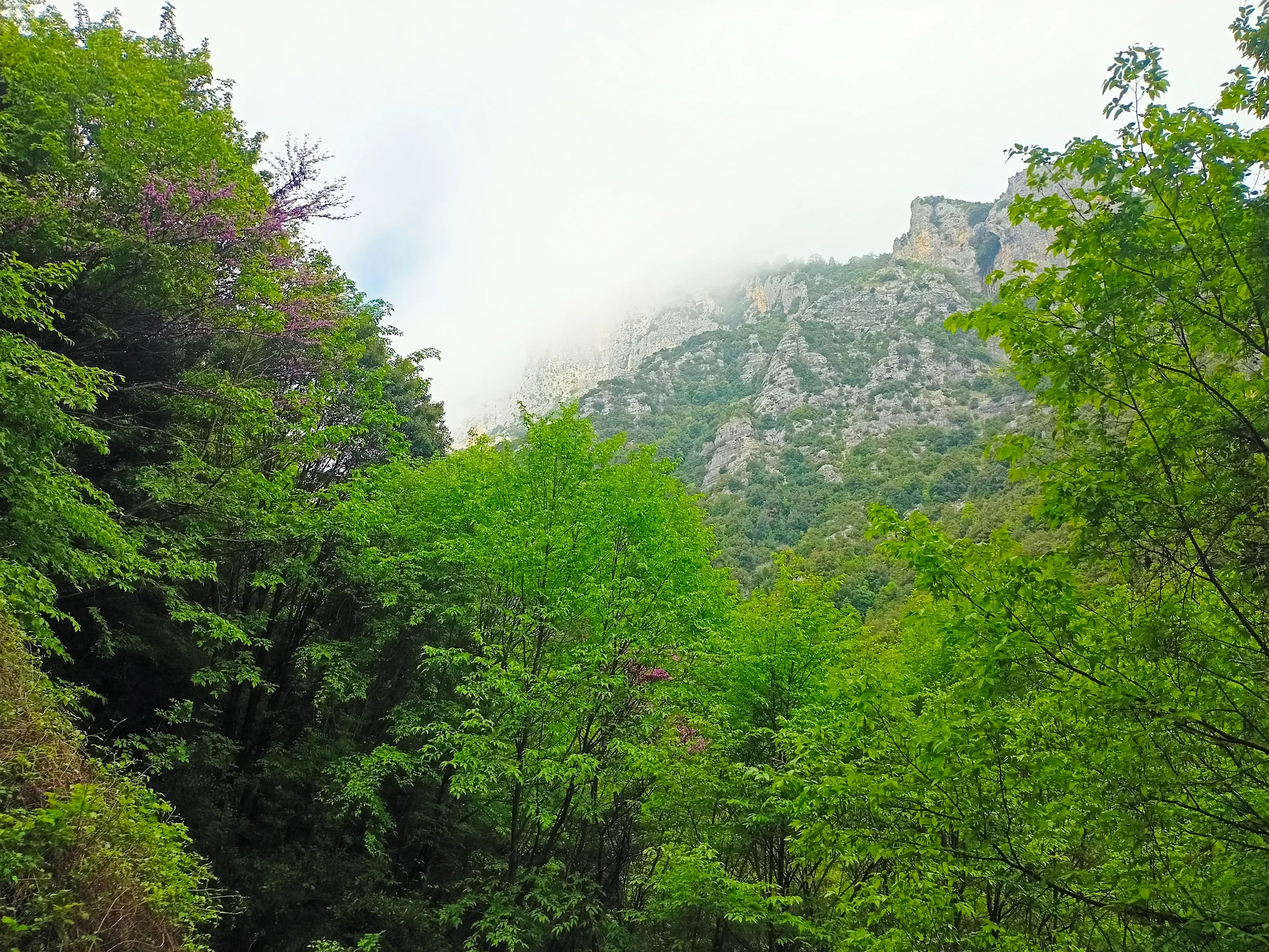 Mount Olympus Misty Gorge Nature Tour